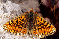 Euphydryas aurinia